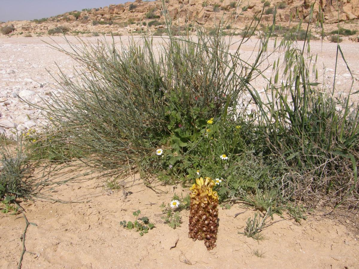 Hadass Desert Inn Dimona Exterior foto